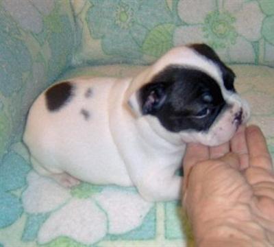 Boston Terrier Puppies for Sale
